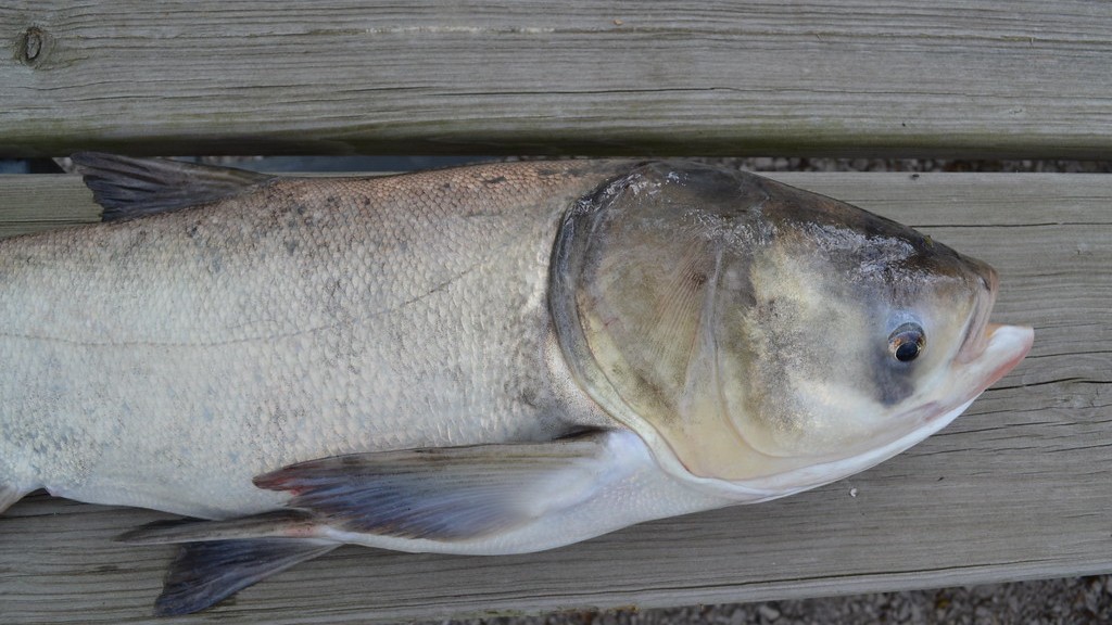 Can Asian Carp Survive In Cold Water