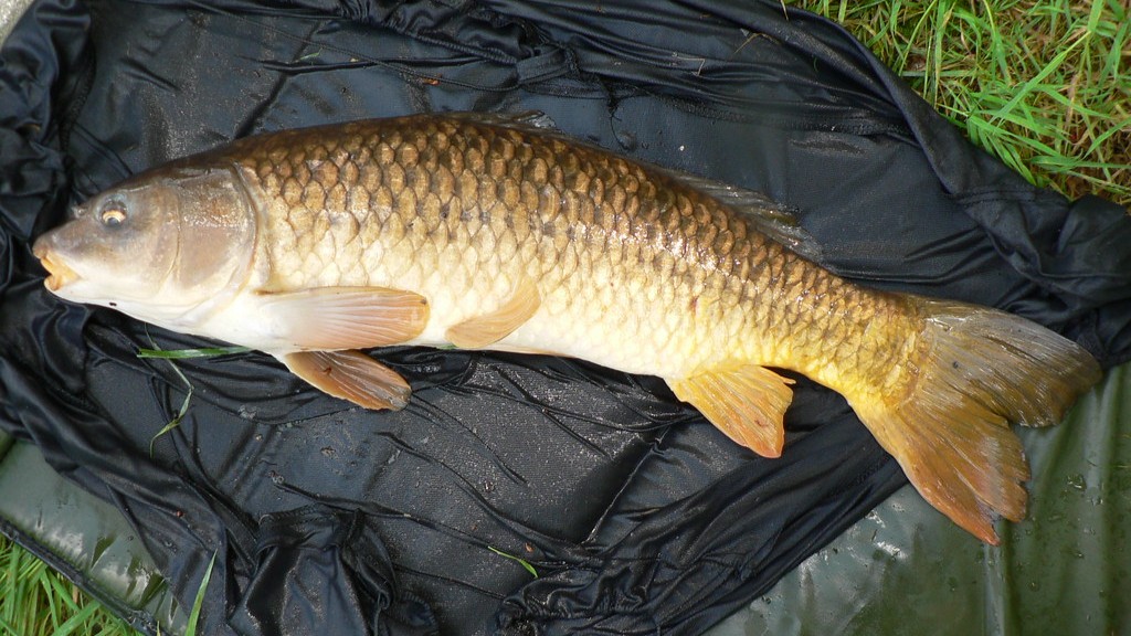 How To Get Carp Out Of A Pond