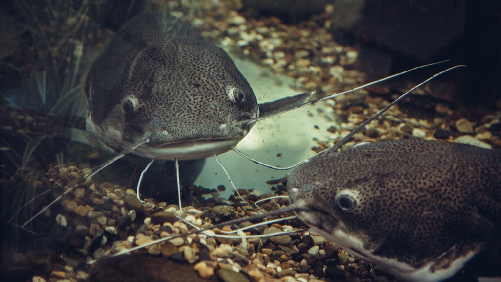 Can Saltwater Catfish Live In Freshwater