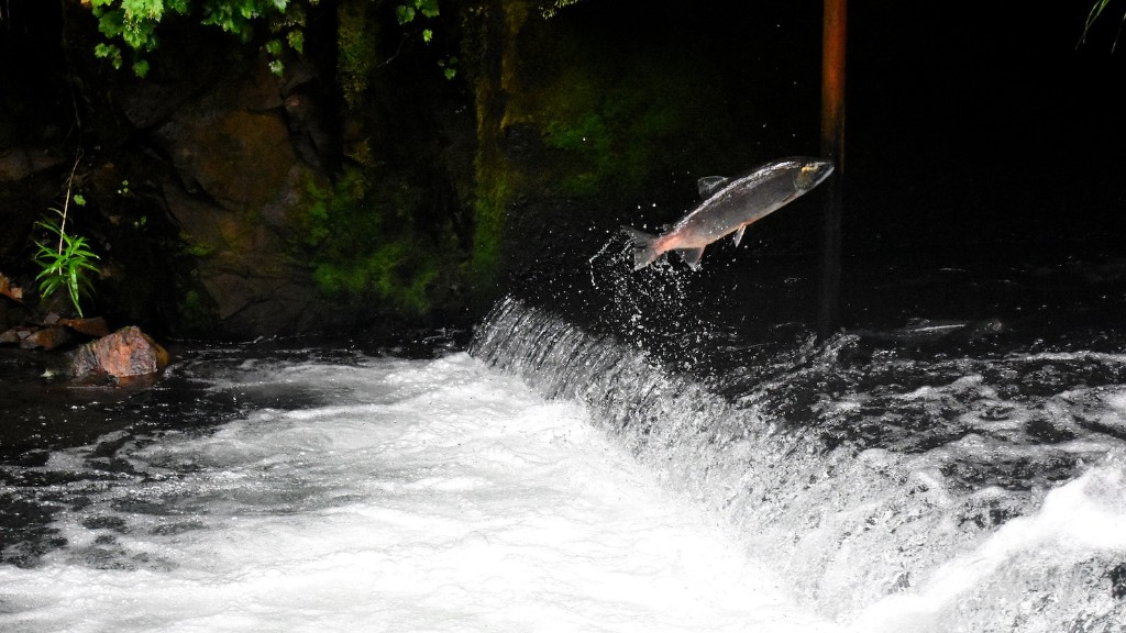How To Fish For Coho And Chinook Salmon